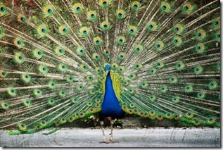 Peacock