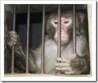 Monkey in a cage