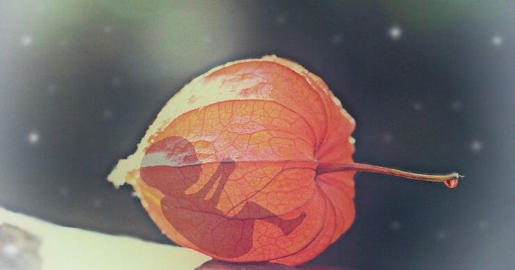 silhouette of a baby inside a transparent fruit, symbolizing abortion