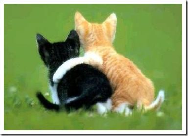 Kittens hugging