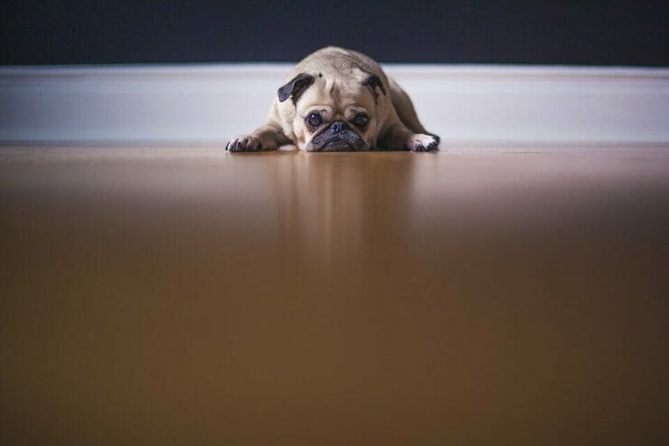 Pug dog looking miserable