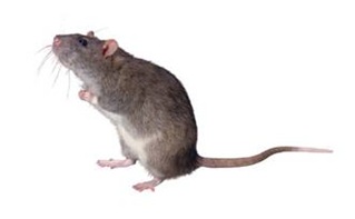 Gray mouse