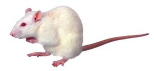 White lab mouse