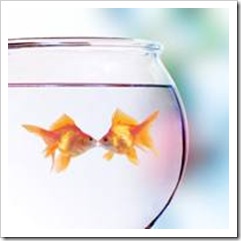 2 gold fish in a bowl