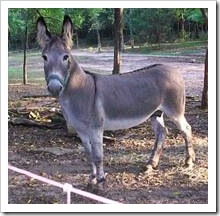 Donkey