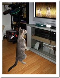 Cat watching TV