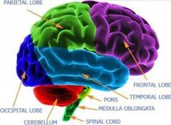 Brain diagram