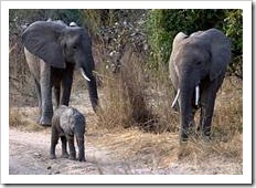 Family of elephants