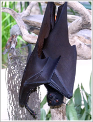 Bat handing upside down