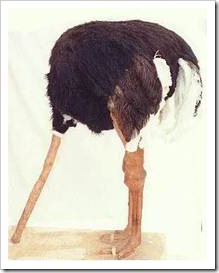 Ostrich with its head in the sand