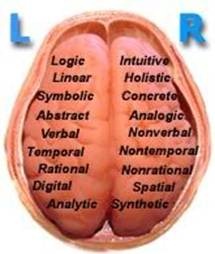 The Brain Hemispheres