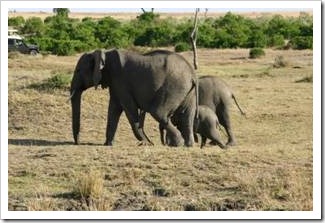 Mother elephant with her children