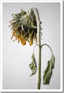 Withered sunflower