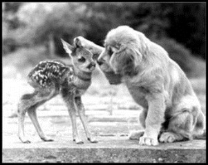 Dog with paw on fawn's head