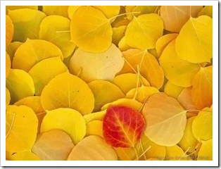 orange leaf in a pile of yellow leaves
