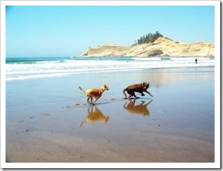 Two dogs running on the beach