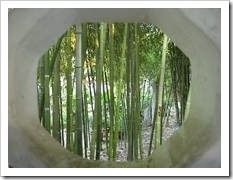 Bamboo trees through a window