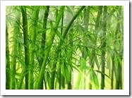 Green bamboo trees