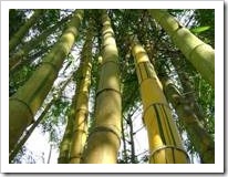 Tall bamboo trees