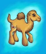 Little Camel