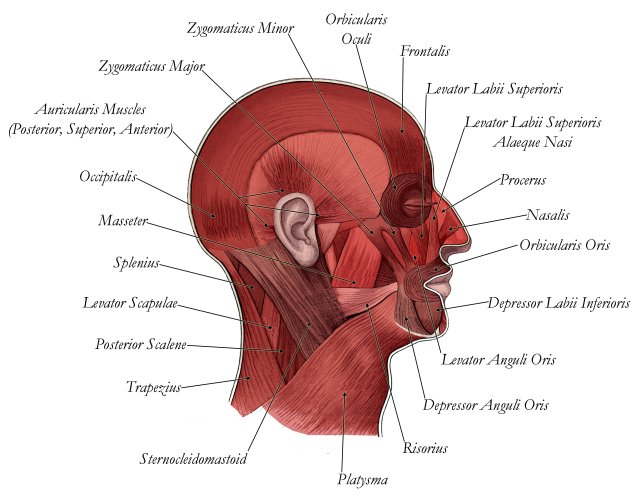 The muscles used for smiling