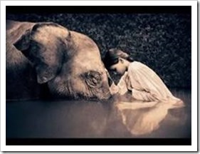 Elephant and young woman touching foreheads