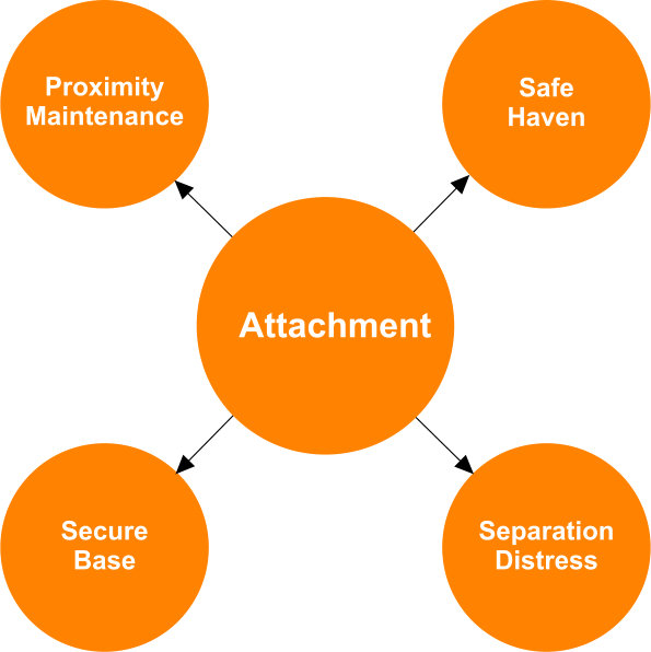 Attachment Theory: Main Characteristics of Attachment | Family Matters