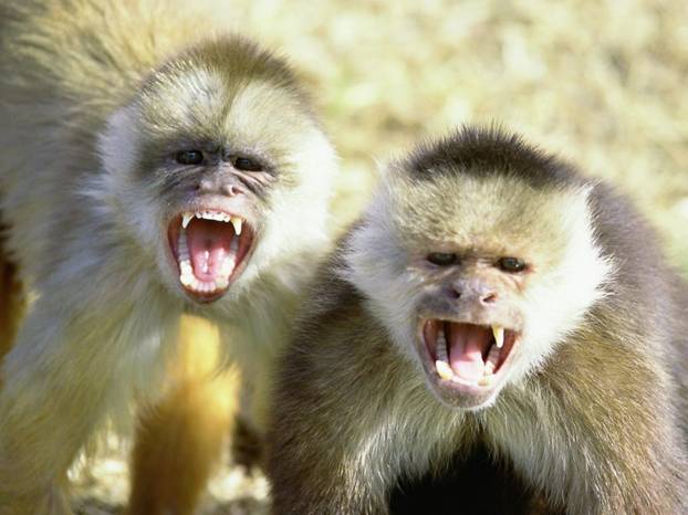 2 monkeys baring their teeth