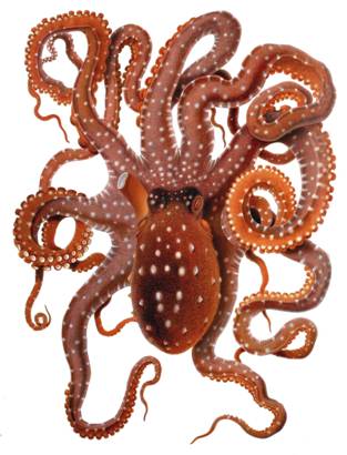 Octopus