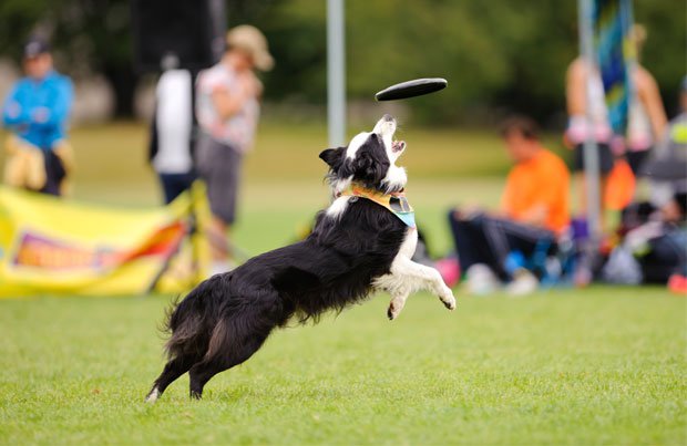 A dog chasing a Frisbee at a part