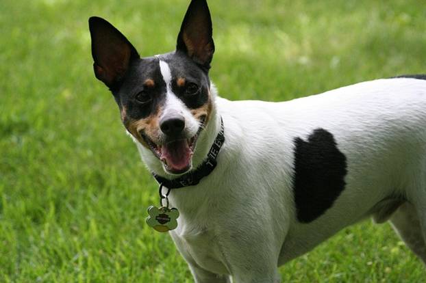 Cute dog with pointy ears