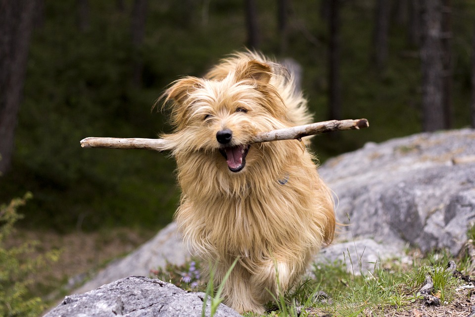 Small dog bringing back a stick