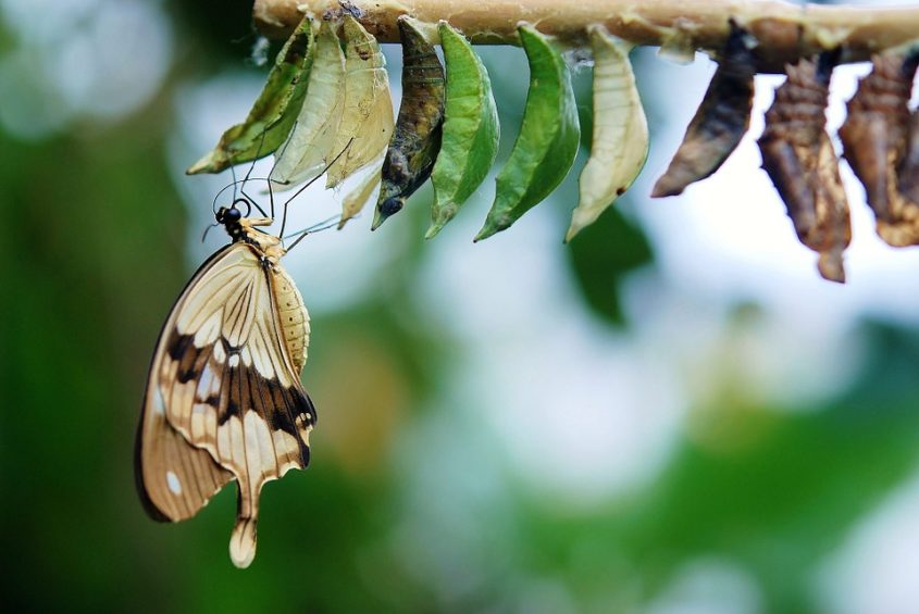 Butterfly hanging from a row of cocoons