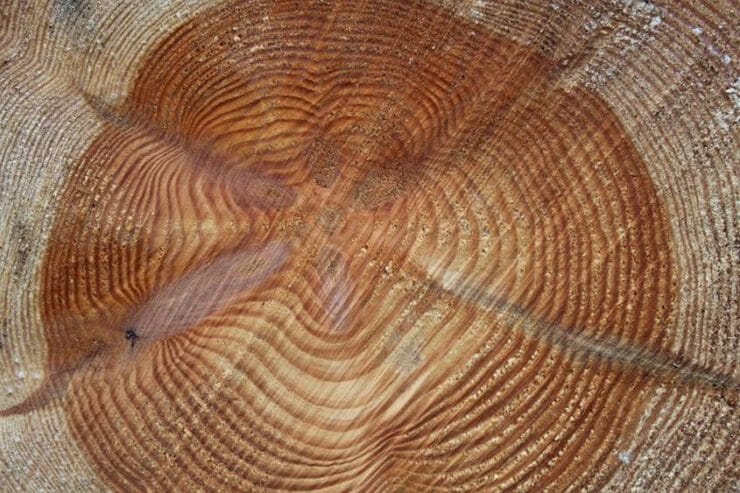 Tree Rings