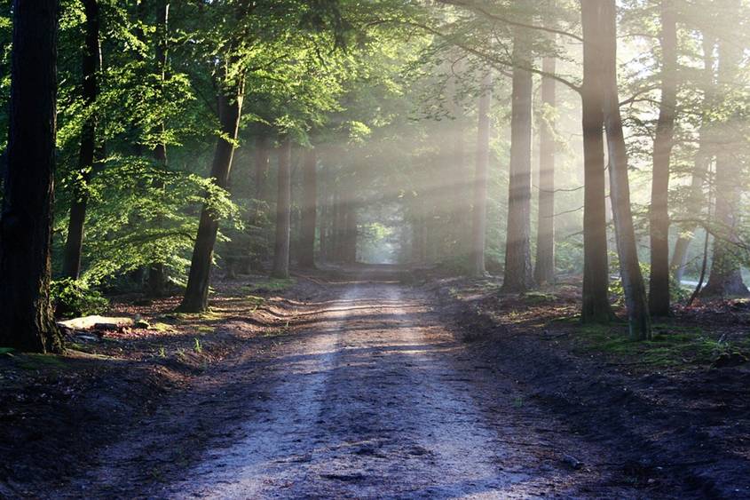 A trail going through a forest