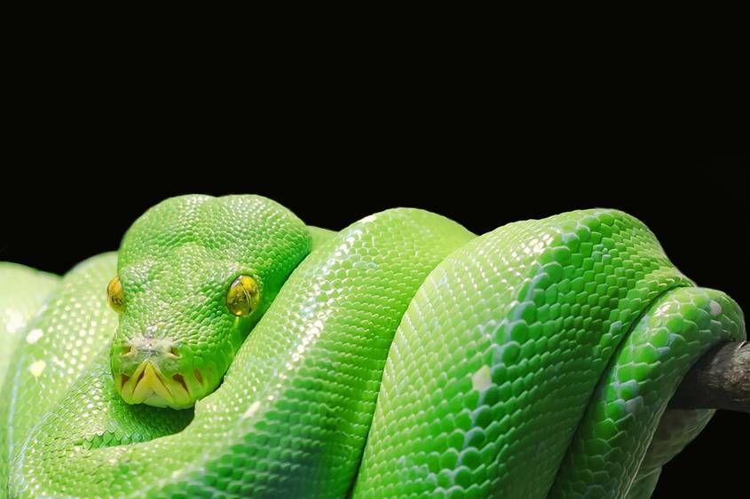 Green snake on a branch