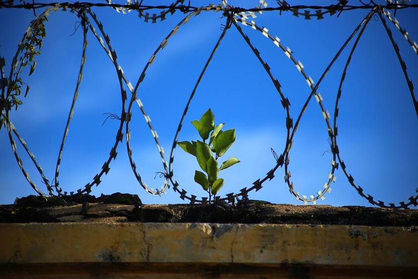 A plant growing behind a barbed fence