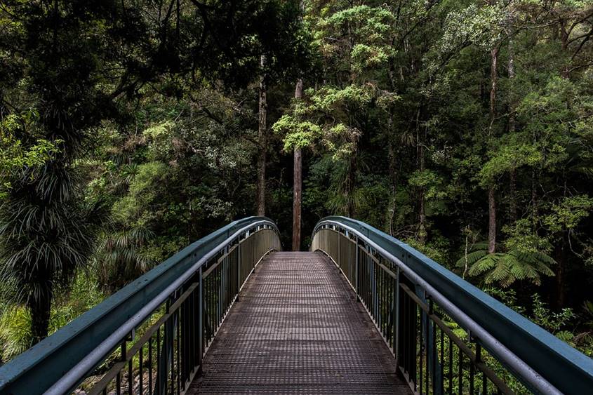 A bridge in the forest