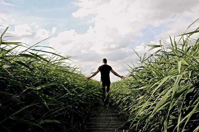Man walking in a corn field