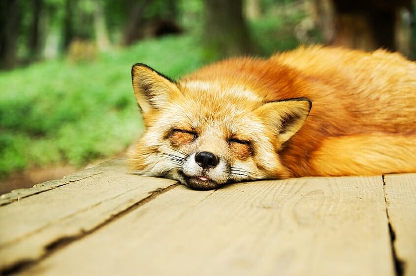 Sleeping fox - such peace of mind