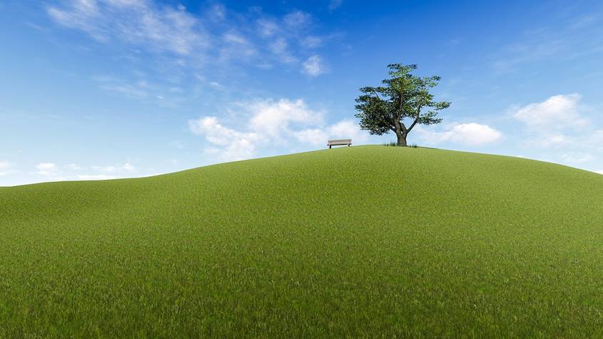 Tree and bench at the peak of a hill