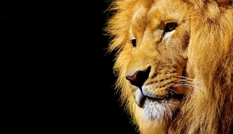 Lion - king of the animals and a symbol of significance