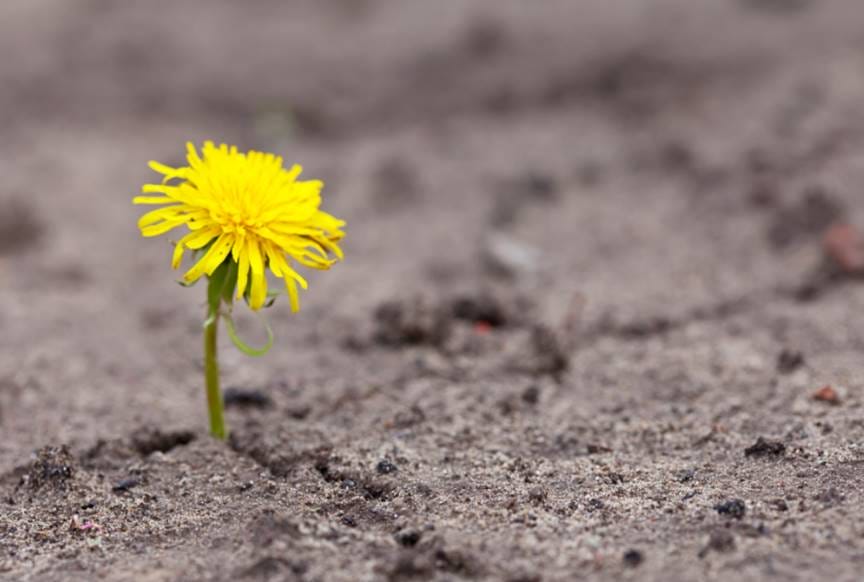 Dandelion the weed that cures